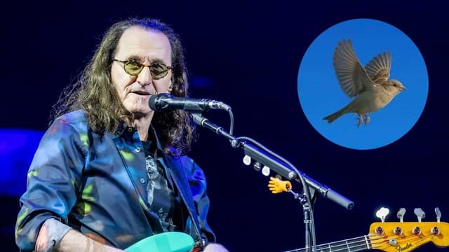 Geddy Lee tells of spooky Neil Peart-related bird encounter. "I'm not a guy who believes in all that mumbo jumbo. But it was a remarkable moment"