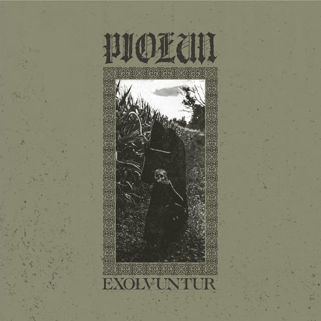 Piołun