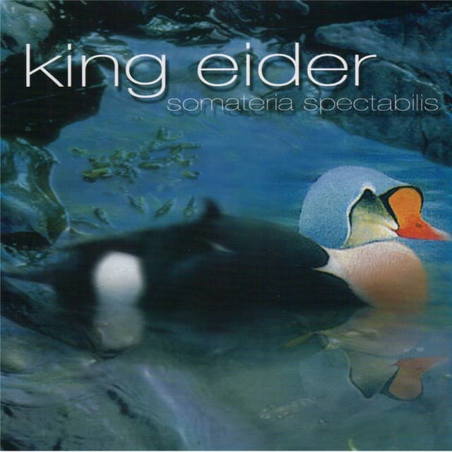 King Eider